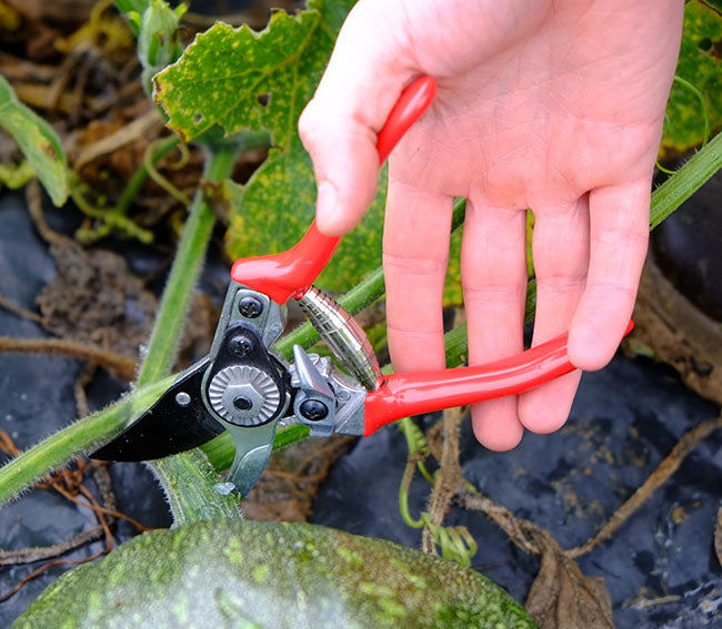 Floral By-Pass Pruning Shear 6”